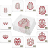 Timethink posavasos cerebro 3D anatomo: ideal para proteger superficies y lucir con temática científica