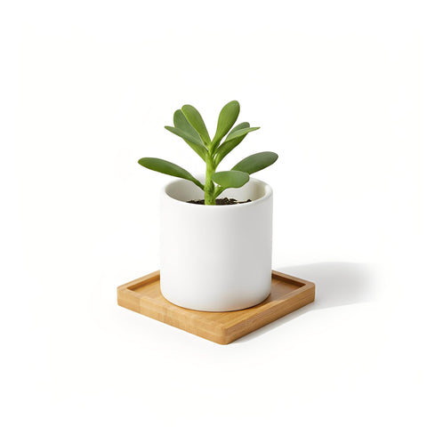 Conjunto de posavasos de bambú, acabado natural para un hogar cálido.