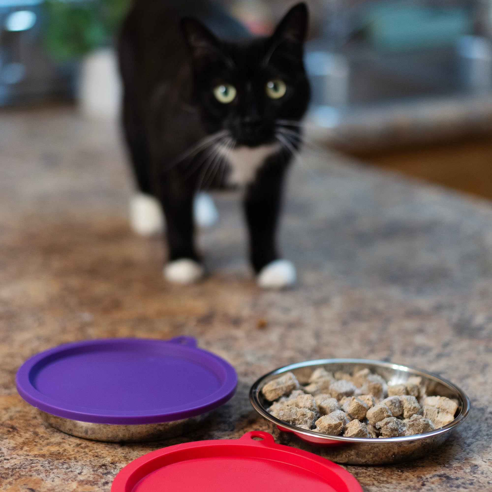 Messy Cats: conjunto completo de 4 piezas para alimentación de gato.