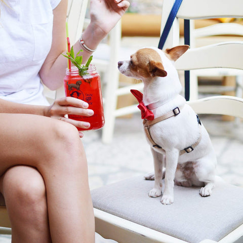 Simply Charmed regalo de 6 imanes para vasos, ideal para amantes de perros.