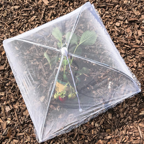Fácil limpieza: enjuagar con agua y reutilizar para próximas comidas.