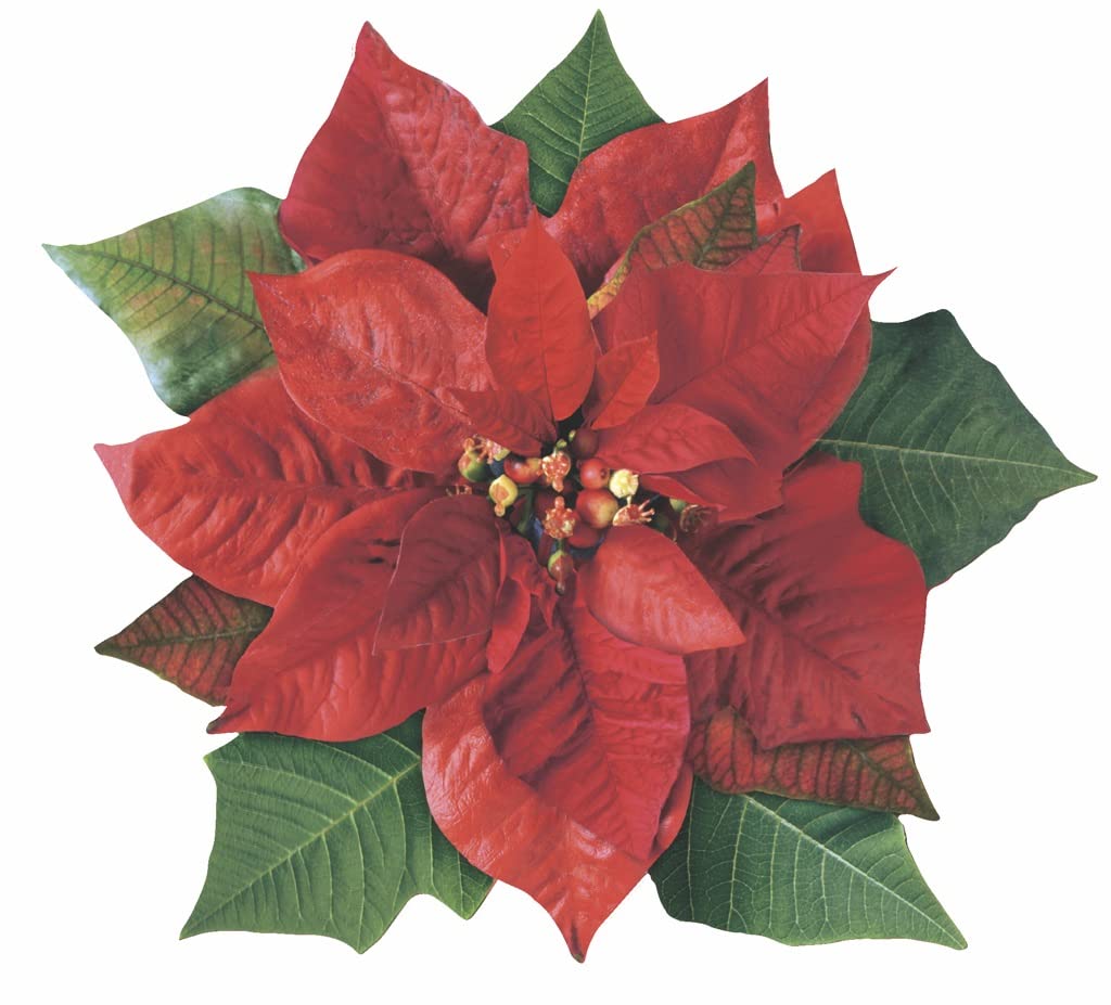 Paquete de 20 hojas de pergamino Sisson Distribution con motivo poinsettia para servir.