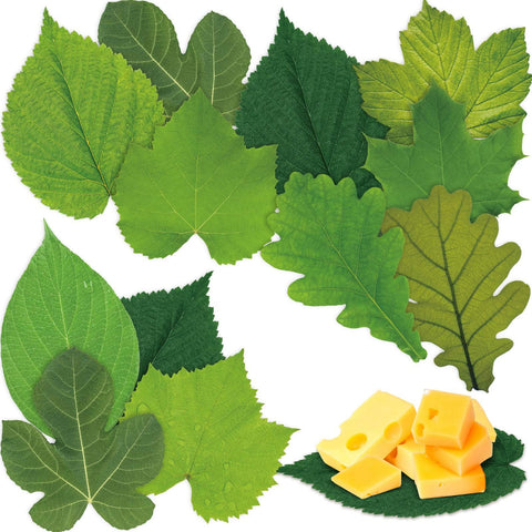 Hojas de pergamino Tenceur en forma de hoja para presentación elegante