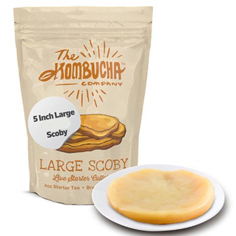 SCOBY grande The Kombucha Company listo para iniciar la fermentación en casa.