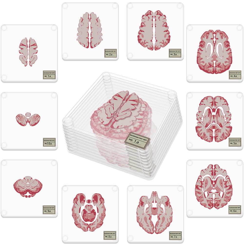Timethink posavasos cerebro 3D anatomo: ideal para proteger superficies y lucir con temática científica