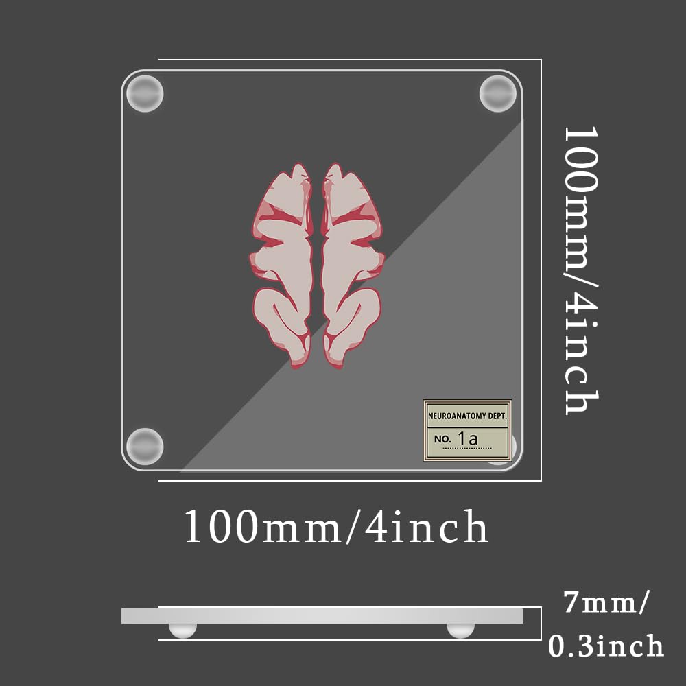 Timethink posavasos cerebro: evita manchas y añade curiosidad científica a tu escritorio