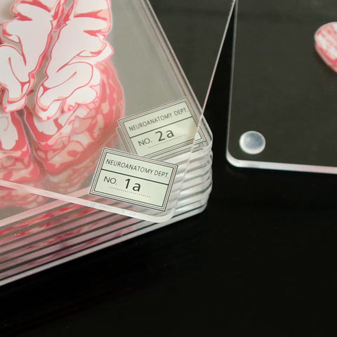 Timethink cerebro 3D: regalo perfecto para estudiantes de medicina y amantes de la neurociencia