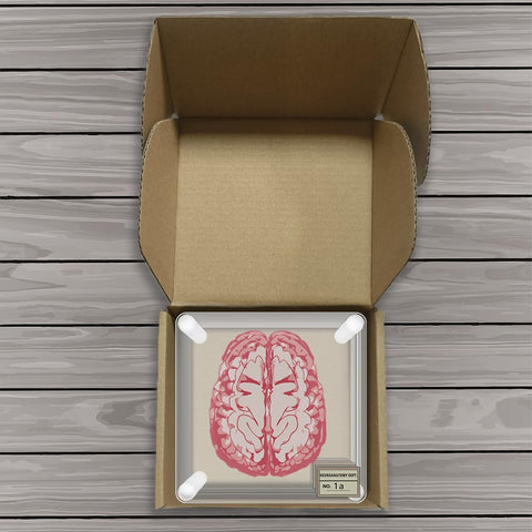 Timethink cerebro 3D: complemento decorativo que inspira curiosidad científica