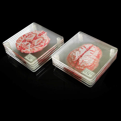 Timethink posavasos cerebro: protección de muebles y conversación educativa