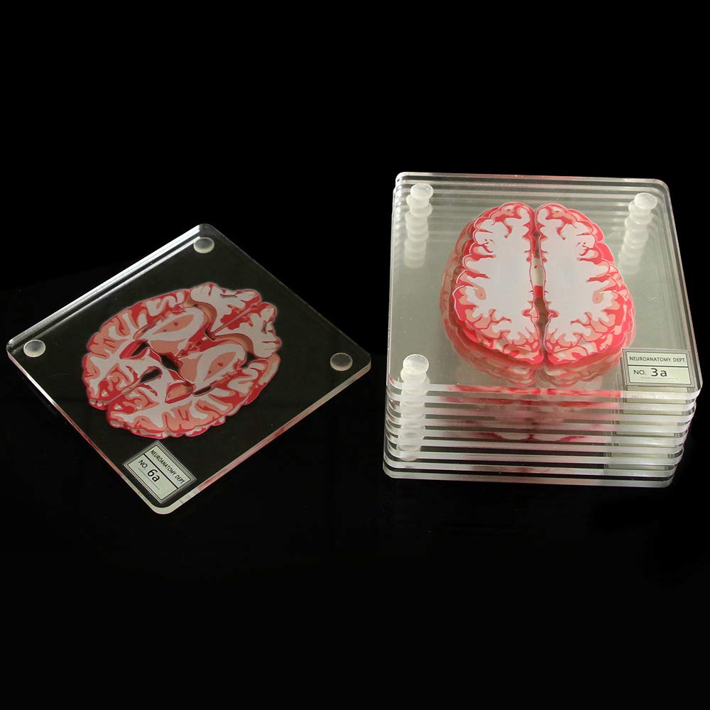 Timethink cerebro 3D: regalo único para graduaciones y laboratorios