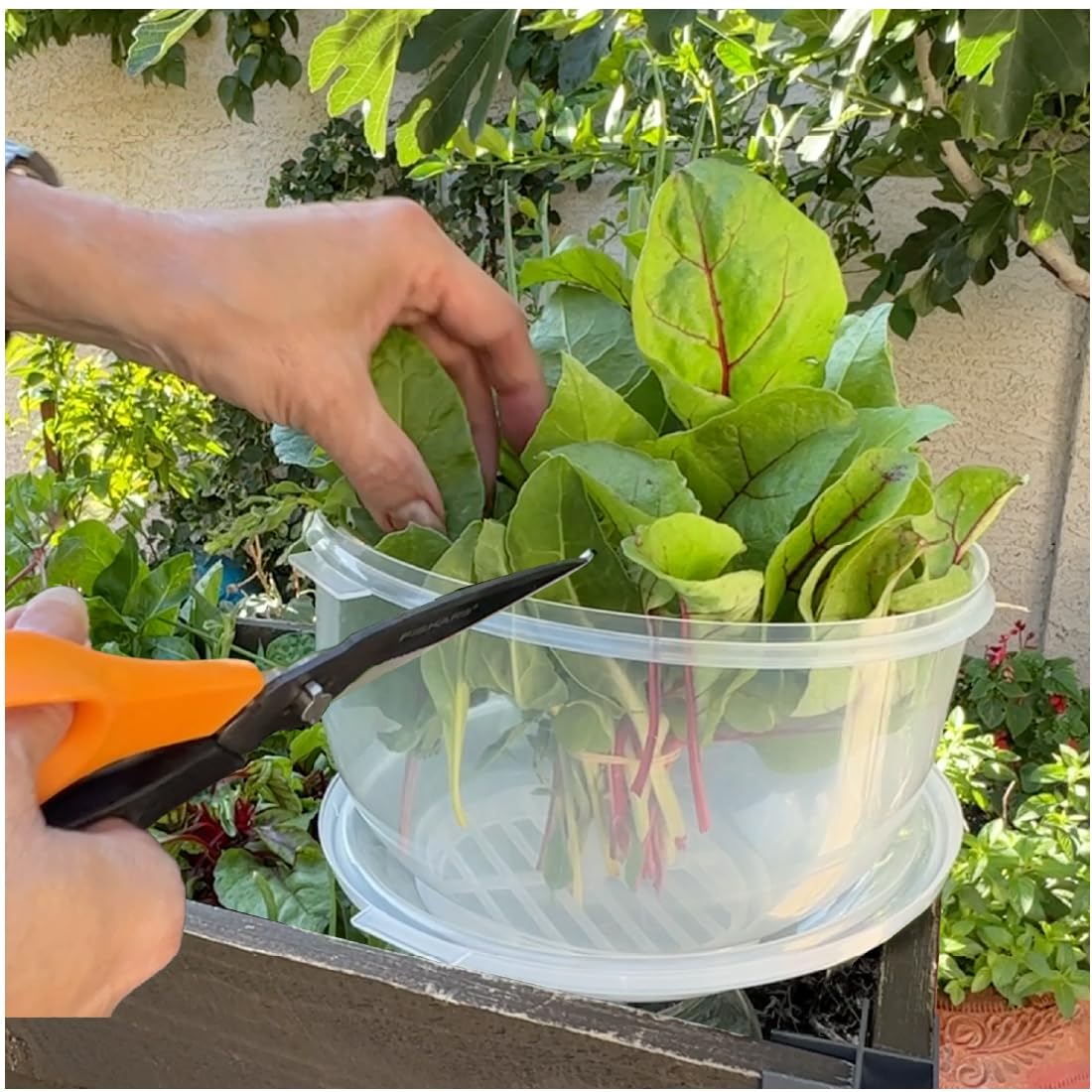 Mantiene verduras crujientes gracias a humedad natural, Trenton Gifts.