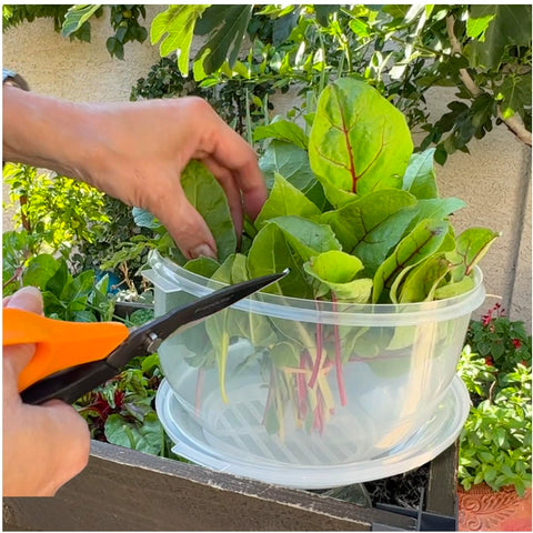 Mantiene verduras crujientes gracias a humedad natural, Trenton Gifts.